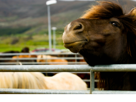 Iceland Horse Riding Tour 
